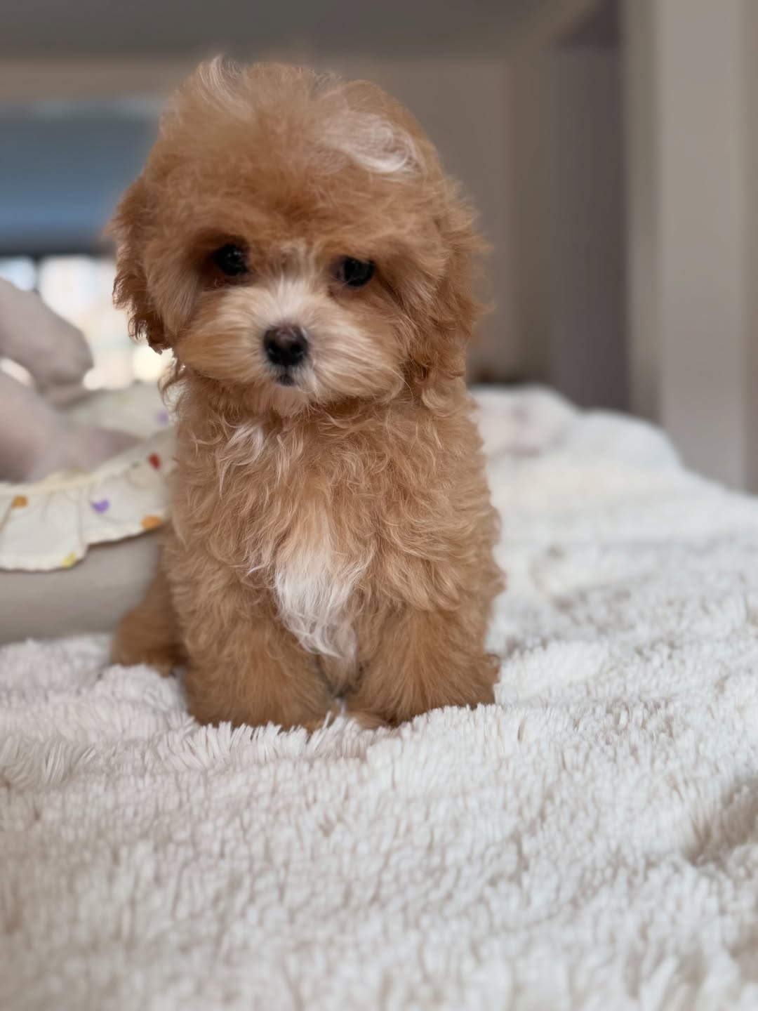 Ben Maltipoo Puppy