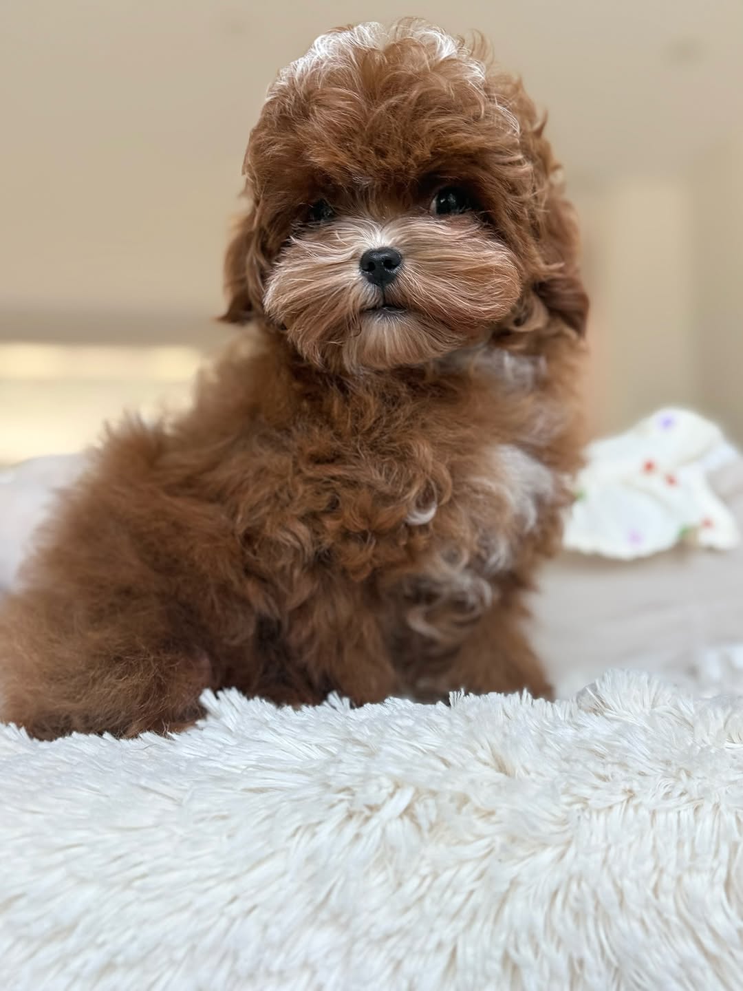 Gracia Maltipoo Puppy