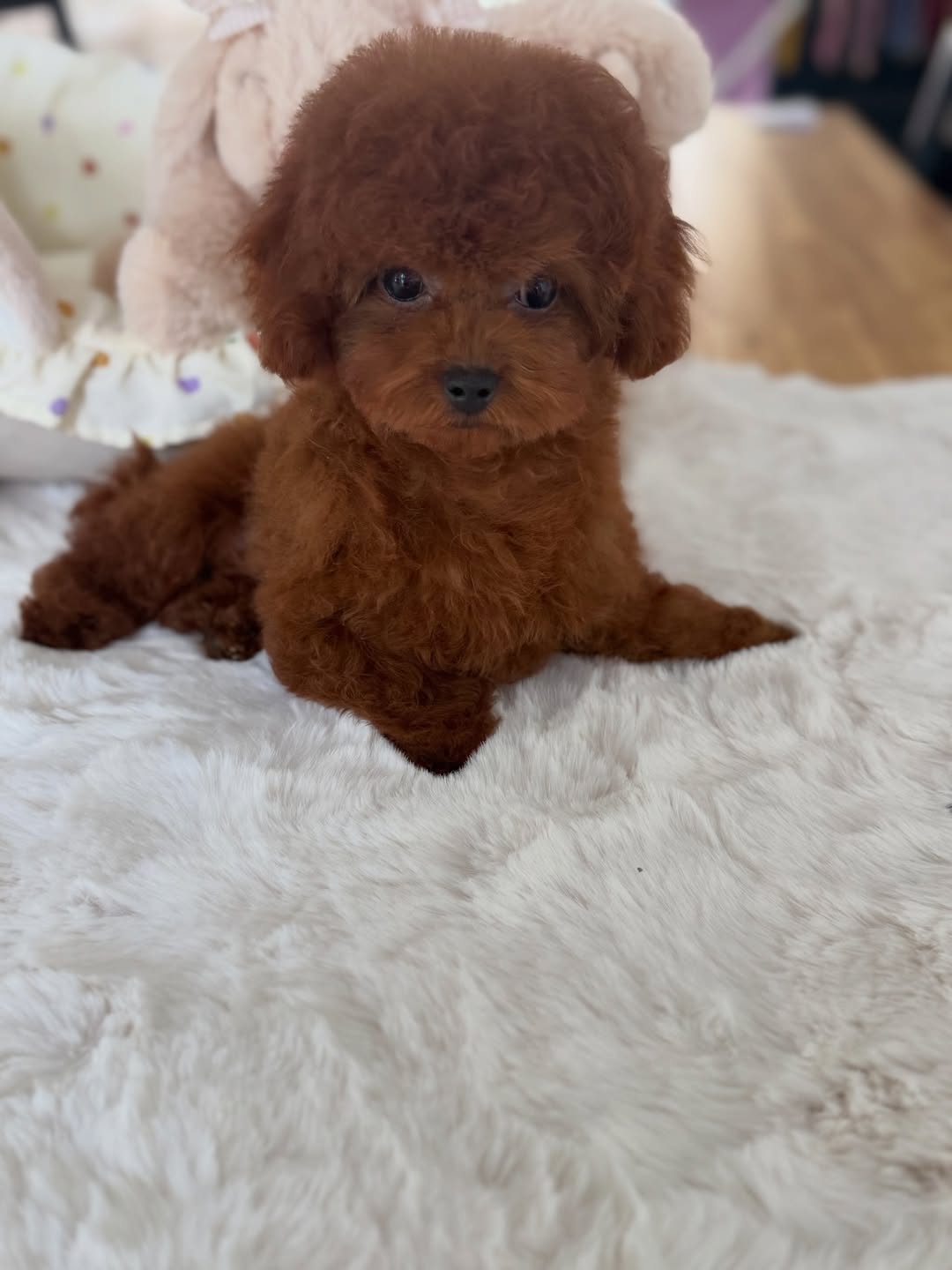 Princess Maltipoo Puppy