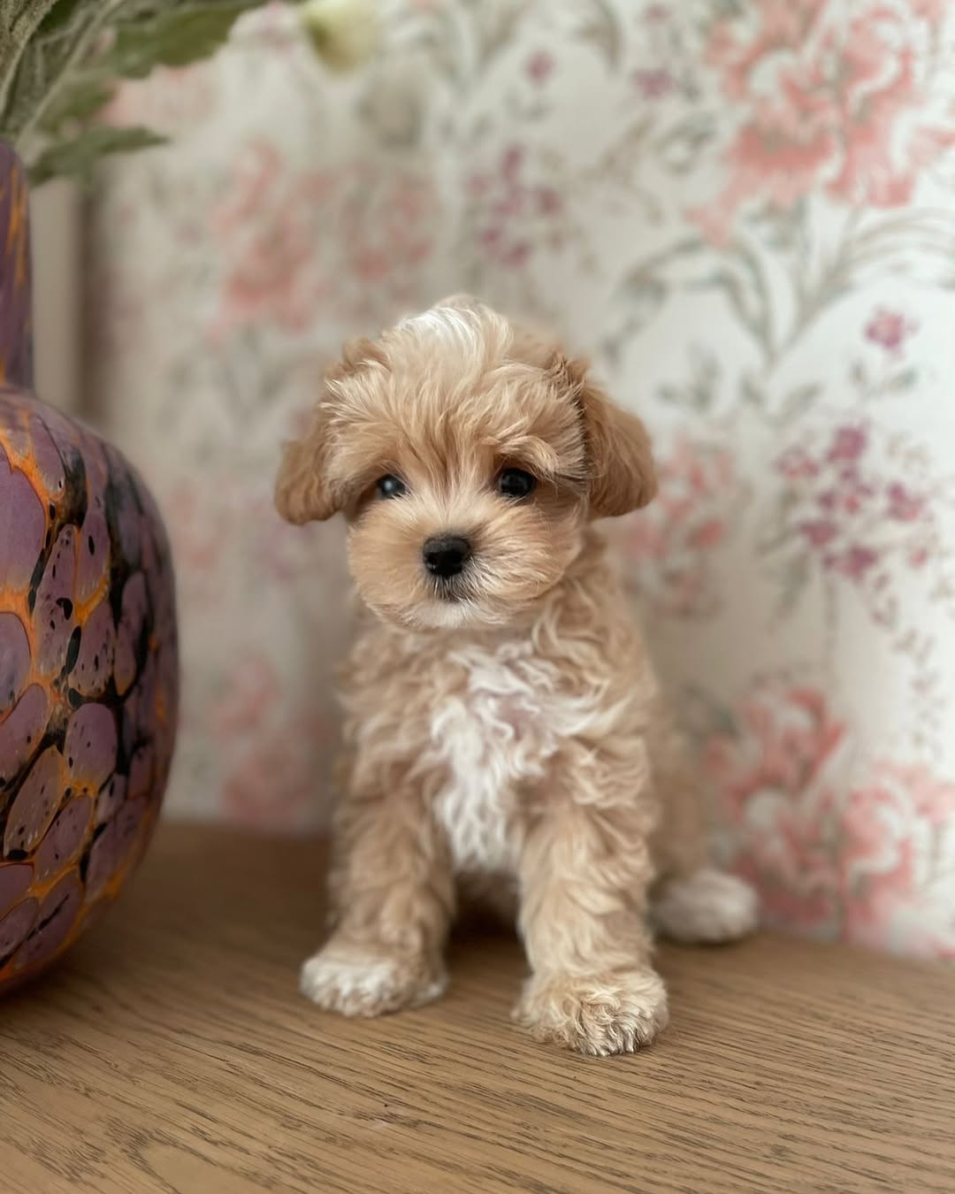 White Maltipoo Puppy