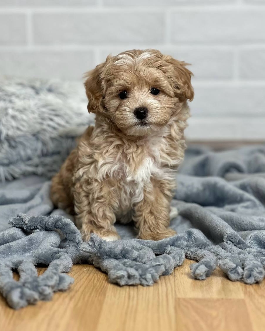 Aria Maltipoo Puppy