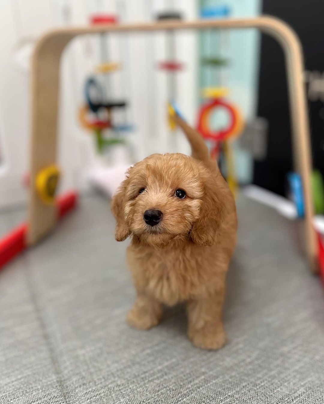Diana Maltipoo Puppy