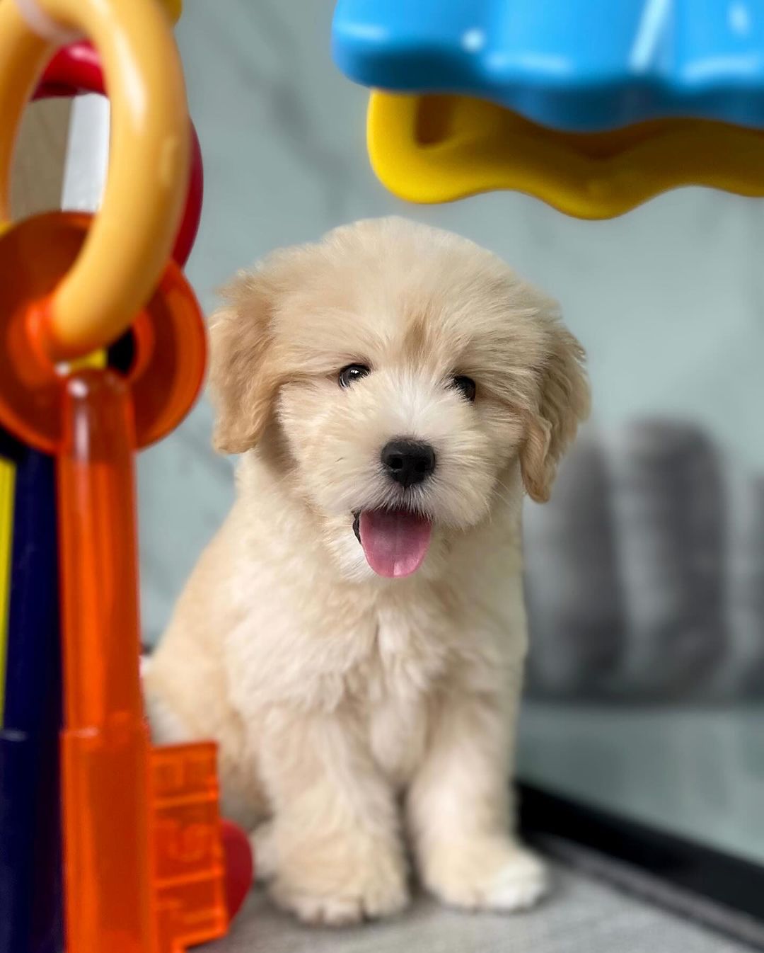Sophia Maltipoo Puppy