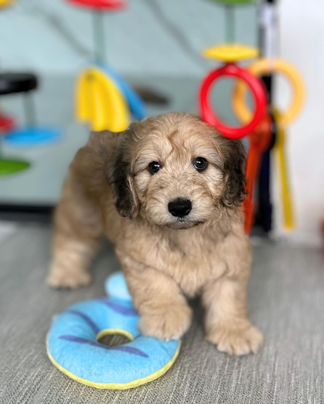 Micky Maltipoo Puppy