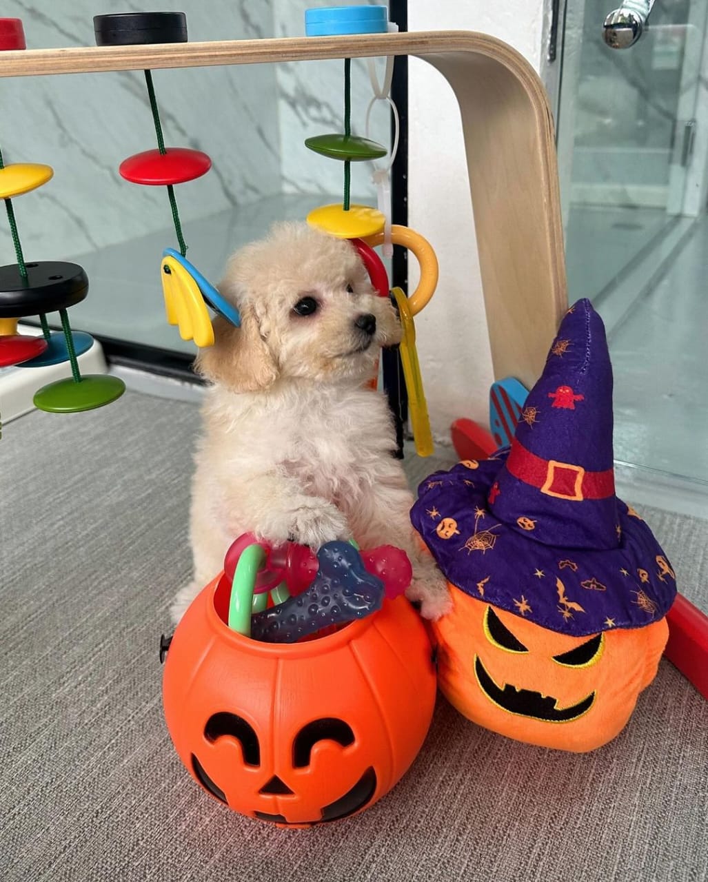 Wallace Maltipoo Puppy